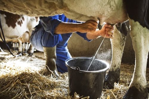Dairy Farm